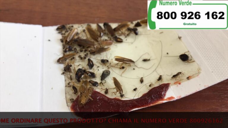 Rimedi efficaci contro le blatte germaniche