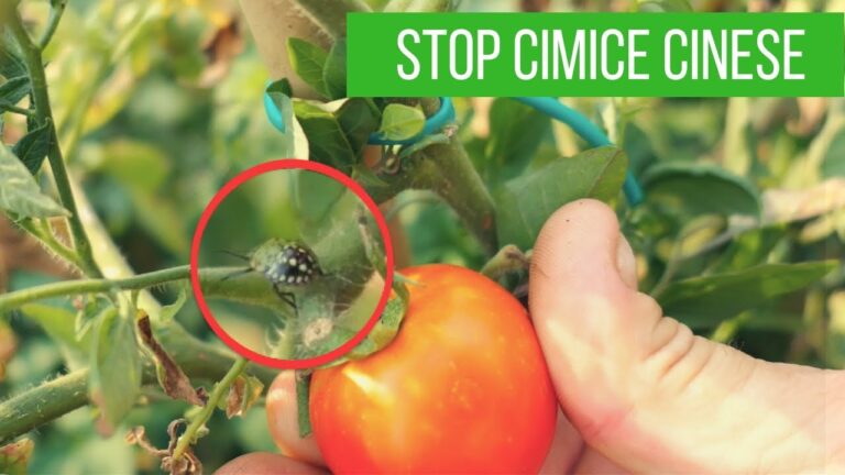 Le cimici: utilit&agrave; e impatto sull’ambiente domestico