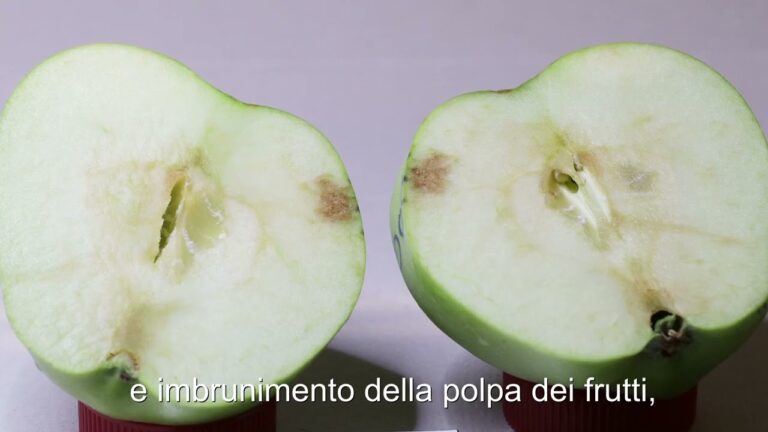 Guida all’uso dell’insetticida per cimici: consigli e suggerimenti