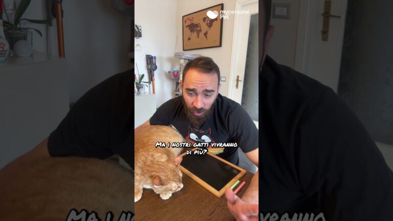 Il Costo dei Gattini: Quanto Costa Realmente Acquistarne Uno