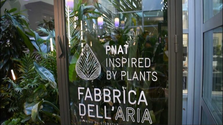 Pianta purificatrice dell’aria: guida completa