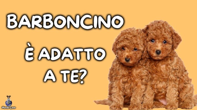 Il costo del barboncino: Guida completa