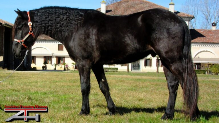 Acquisto Cavallo: Guida per Trovare il Miglior Affare