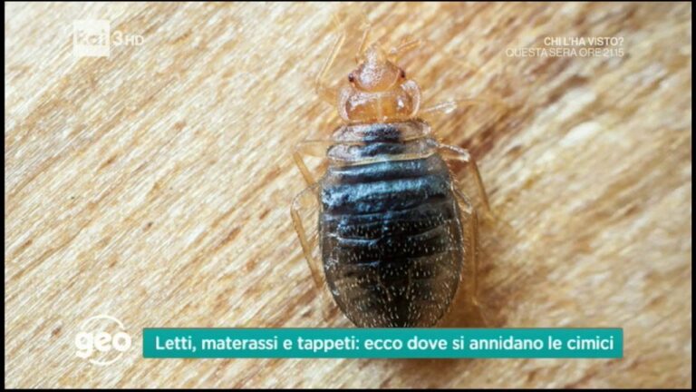 Guida alla Cura dei Piccoli di Cimice