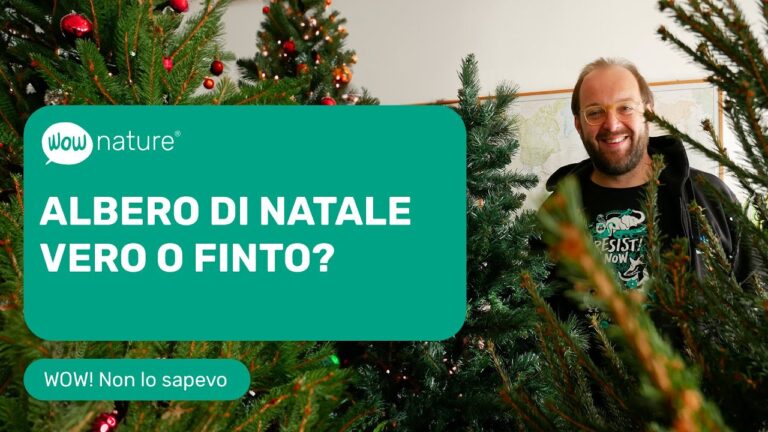 Guida alla Scelta dei Veri Alberelli di Natale